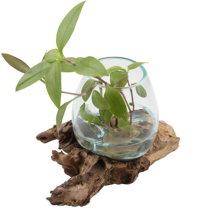 Glass vase on burl wood A12