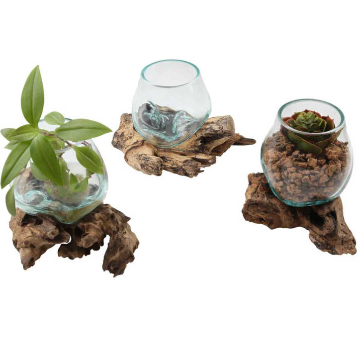 Glass vase on burl wood A12